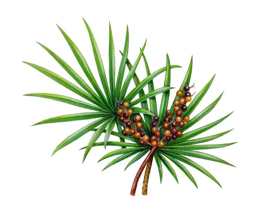 Saw palmetto puuviljaekstrakt Prostamin Forteis